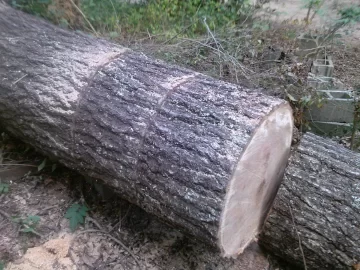 [Hearth.com] Good sized red oak