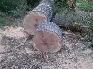 [Hearth.com] Good sized red oak