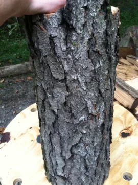 [Hearth.com] Tree ID, Please