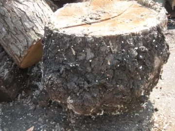 [Hearth.com] Tree ID, Please