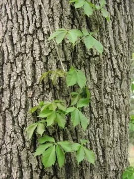 [Hearth.com] Is this poison ivy???