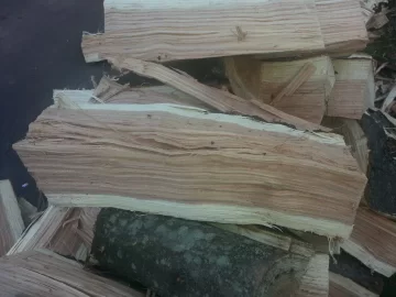 [Hearth.com] More free wood - Help with tree ID