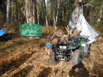 [Hearth.com] Fire wood & moose at moose camp - picture