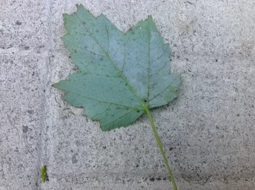 [Hearth.com] Tree ID please!