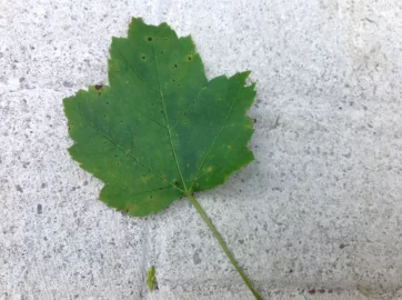 [Hearth.com] Tree ID please!