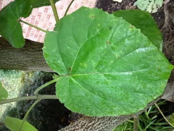 [Hearth.com] tree or weed? id