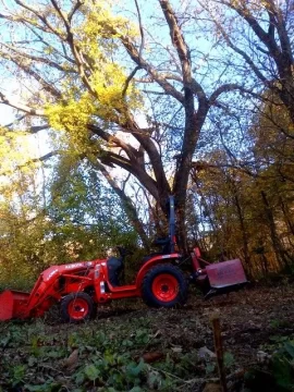 [Hearth.com] Can a tree be too dead to burn?