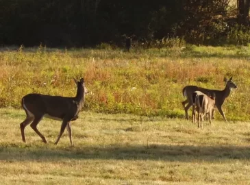 [Hearth.com] Deer Family?