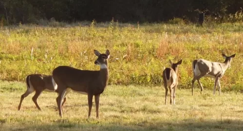 [Hearth.com] Deer Family?