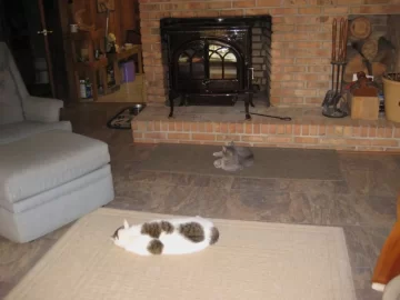 [Hearth.com] Wood stoves and cats....