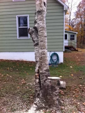 [Hearth.com] Cutting some white birch