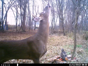 [Hearth.com] Cool trail cam photos