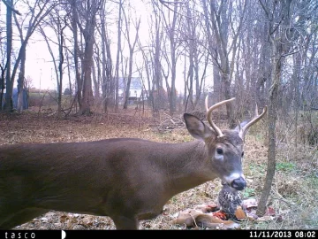 [Hearth.com] Cool trail cam photos