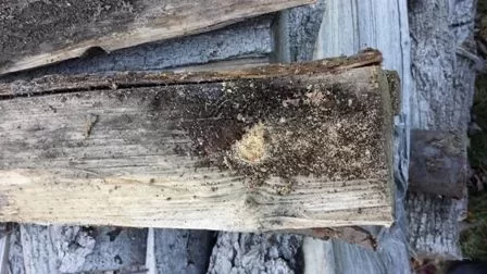 [Hearth.com] Bugs in My wood pile!!???