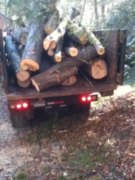 [Hearth.com] Today's delivery maple and birch