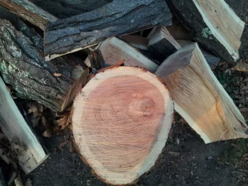 [Hearth.com] Black Walnut. Firewood or is it worth money?