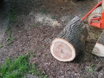 [Hearth.com] Black Walnut. Firewood or is it worth money?