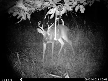 [Hearth.com] Cool trail cam photos