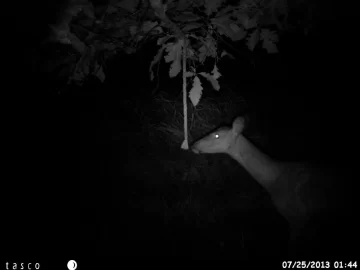 [Hearth.com] Cool trail cam photos