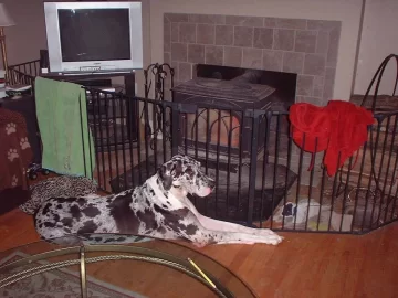 [Hearth.com] Great Dane knows where it's warm...