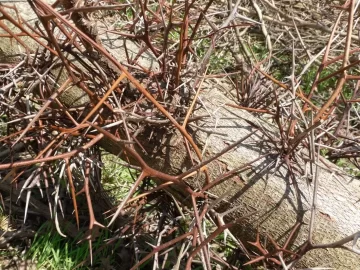 [Hearth.com] First load of black locust!