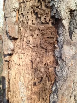 [Hearth.com] Tree ID