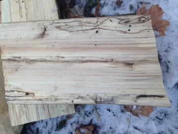 [Hearth.com] Could This Be Elm?