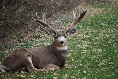 [Hearth.com] What i found in my backyard "off topic" (pic)