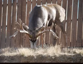 [Hearth.com] What i found in my backyard "off topic" (pic)