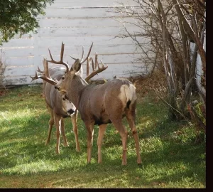 [Hearth.com] What i found in my backyard "off topic" (pic)