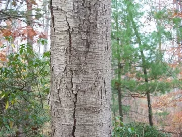 [Hearth.com] Help with Tree ID!