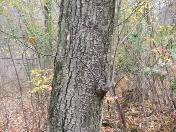 [Hearth.com] Help with Tree ID!