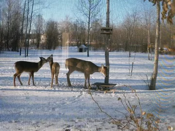 [Hearth.com] Our First Snow!!