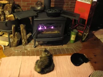 [Hearth.com] The Purrfect Picture