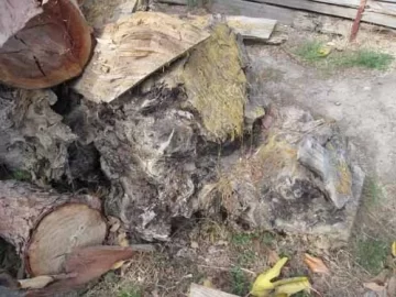 [Hearth.com] Question -- what to do with a very large fatwood stump?