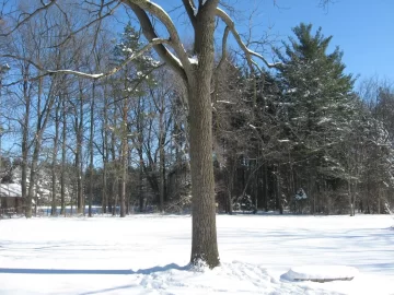 [Hearth.com] Black walnut plantation....anyone got one?