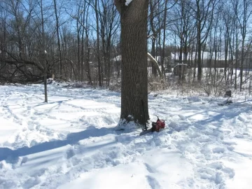 [Hearth.com] Black walnut plantation....anyone got one?