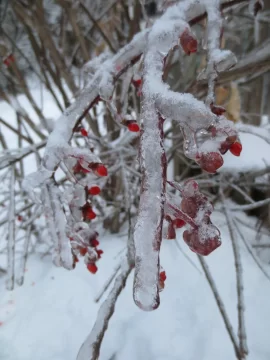 [Hearth.com] RE: Post 2013 ice storm photos