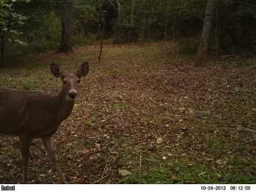 [Hearth.com] Good game camera.....