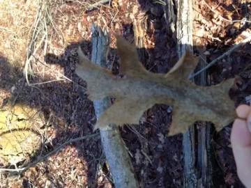 [Hearth.com] My First Oak Score