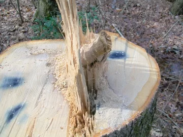 [Hearth.com] A limb in the stump?