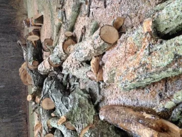 [Hearth.com] Today's work, what type of tree is this?