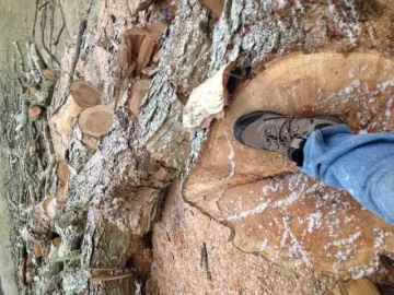 [Hearth.com] Today's work, what type of tree is this?