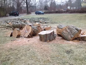 [Hearth.com] Today's work, what type of tree is this?