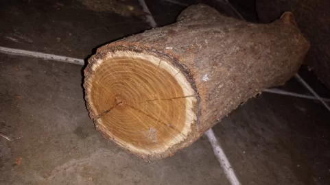 [Hearth.com] Hedge (Osage orange)? What is it?