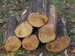 [Hearth.com] Hedge (Osage orange)? What is it?