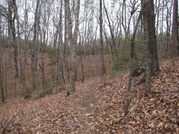 [Hearth.com] Cut down two trees yesterday to start refilling my wood shed.