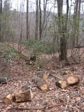 [Hearth.com] Cut down two trees yesterday to start refilling my wood shed.