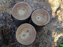 Southern Ice Storm Salvage - Dense loblolly pine