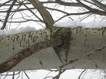 [Hearth.com] Can you identify this tree?